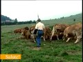 Allevamento bovini, attività in via di abbandono Allevamento bovini, attività in via di abbandono