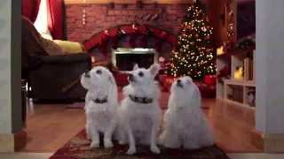 The Three Dogateers: OFFICIAL TRAILER