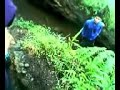 Picture Gadis Perawan Telanjang Berendam Di Danau Jalani Ritual