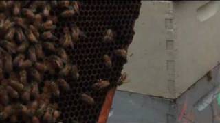 Vanishing of the Bees - Old Trailer