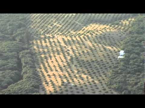Deforestación en México