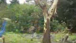 A Pocketful of Pennies Trailer