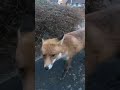 Il croise un renard en ville et pense qu’il est inoffensif Il croise un renard en ville et pense qu’il est inoffensif