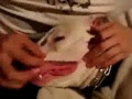 Picture Virgin S Pussy Medical Video