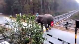 Когда шлагбаум — не преграда: индийские слоны нашли способ пересекать железнодорожные пути