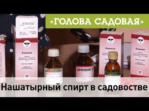 Семена гавриш 2018 официальный сайт Семена гавриш 2018 официальный сайт