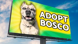 No One Wants This Homeless Dog So I Put Him On Billboards!No One Wants This Homeless Dog So I Put Him On Billboards!