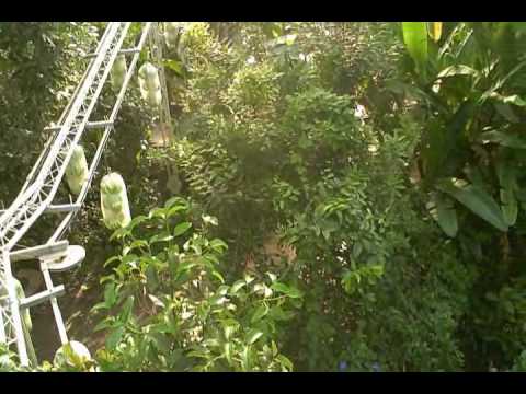 Eden Rainforest Biome by Airship