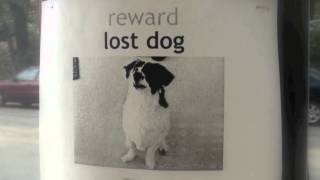 How to Steal a Dog Book Trailer