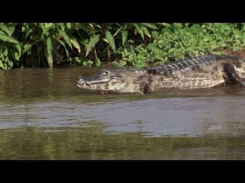Pantanal, un santuario amenazado