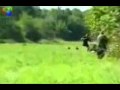 Sanglier qui charge un chasseur - Vidéo sanglier - Sanglier - Chasse au sanglier