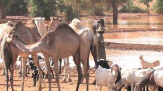 Niger '66—A Peace Corps Diary (trailer)