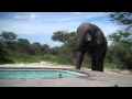 Elephant Crashes Pool Party, Elephant Crashes Pool Party Video