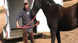 Introducing Horse trailer loading Part 1 - Fight or Flight - Rick Gore Horsemanship
