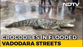 Chilling Crocodile Rescue From Flooded Street In GujaratChilling Crocodile Rescue From Flooded Street In Gujarat