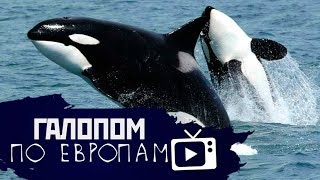 Галопом по Европам #46 (Абрамович, Косатки, Беспилотник) (21.06.2019 14:32)