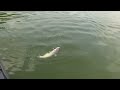 Picture Ohio River Action Fishing For Blue Catfish Around Mussel Beds