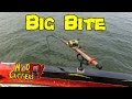 Photo Ohio River Action Fishing For Blue Catfish Around Mussel Beds