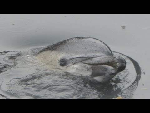 Wayward dolphin eventually dies - New York Post