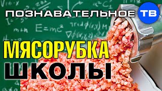 Мясорубка школьного образования (Артём Войтенков)