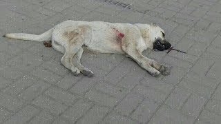 Жители Каспийска сообщают об отстреле бездомных собак