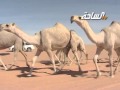 جديد 2014 | منقية / ناصر عايض القاتولة البقمي