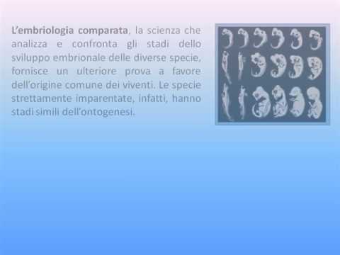 Presentazione biologia - L'evoluzione Biologica