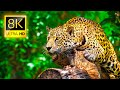 Ultimate Wild Animals Collection in 8K ULTRA HD  8K TV