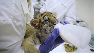 В США полуторамесячного бенгальского тигрёнка спасли от контрабандистов