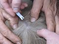 Самодельный клещекрут своими руками Самодельный клещекрут своими руками