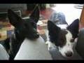 Useless but very funny dog tricks Useless but very funny dog tricks