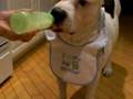 American Bulldog Baby Drinking From Bottle (#2) Thumbnail