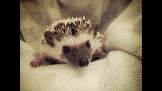 Hedgehog Nom