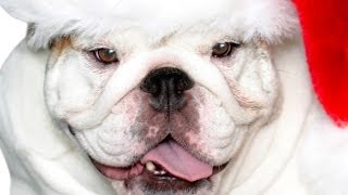 A Bulldog for Christmas (2014) TRAILER HD