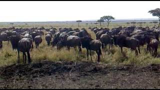 Group Of Buffaloes