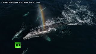 Серые киты делают радугу в заливе Монтерей — видео