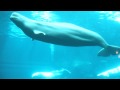 Beluga Whales at World's Largest Aquarium, Atlanta