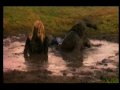 National Lampoon Mud Fight