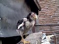 Image Ngewe