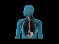 3D Medical Animation Upper GI Endoscopy