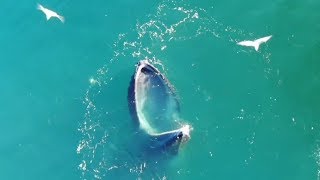 Охотничья хитрость: горбатые киты заставляют рыбу заплывать им в пасть