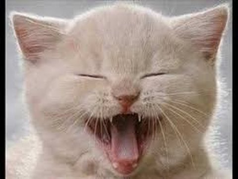 Very Funny Cats