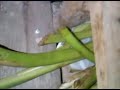 Image Cwe Sma Ketahuan Mesum Di Tempat Gelap
