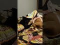Un singe vs un chien Un singe vs un chien
