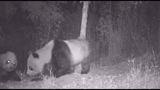 В Китае ночная жизнь диких панд попала в объектив видеоловушки