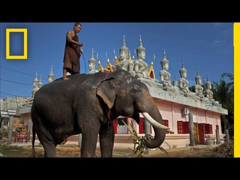 Elephants in Crisis — National Geographic Magazine, October 2012