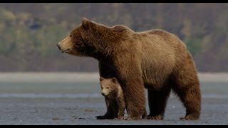 Disneynature's Bears - Official Trailer