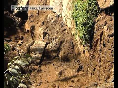 Tragédia na Madeira: Um desastre já anunciado há dois anos (Versão 5 Minutos)