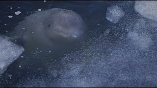 Три месяца заключения: косатки и белухи замерзают в «китовой тюрьме» под Находкой (25.01.2019 23:58)