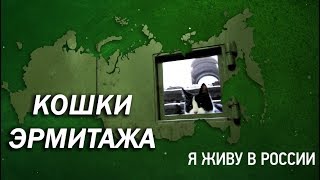 Кошки Эрмитажа - Проект "Я живу в России"